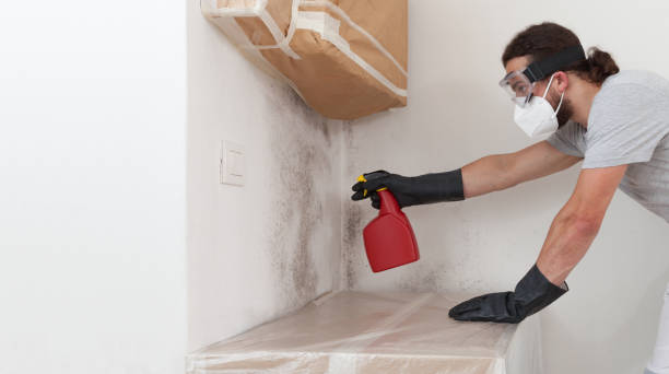 Basement Mold Remediation treatment on basement walls in Middleburg